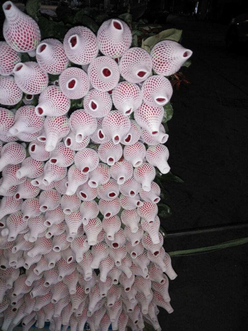 月季苗20~30cm