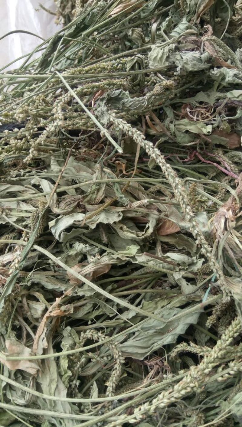 产地直发车前草，沂蒙山山区里的自然车前草