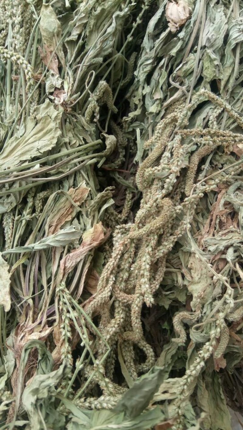 产地直发车前草，沂蒙山山区里的自然车前草