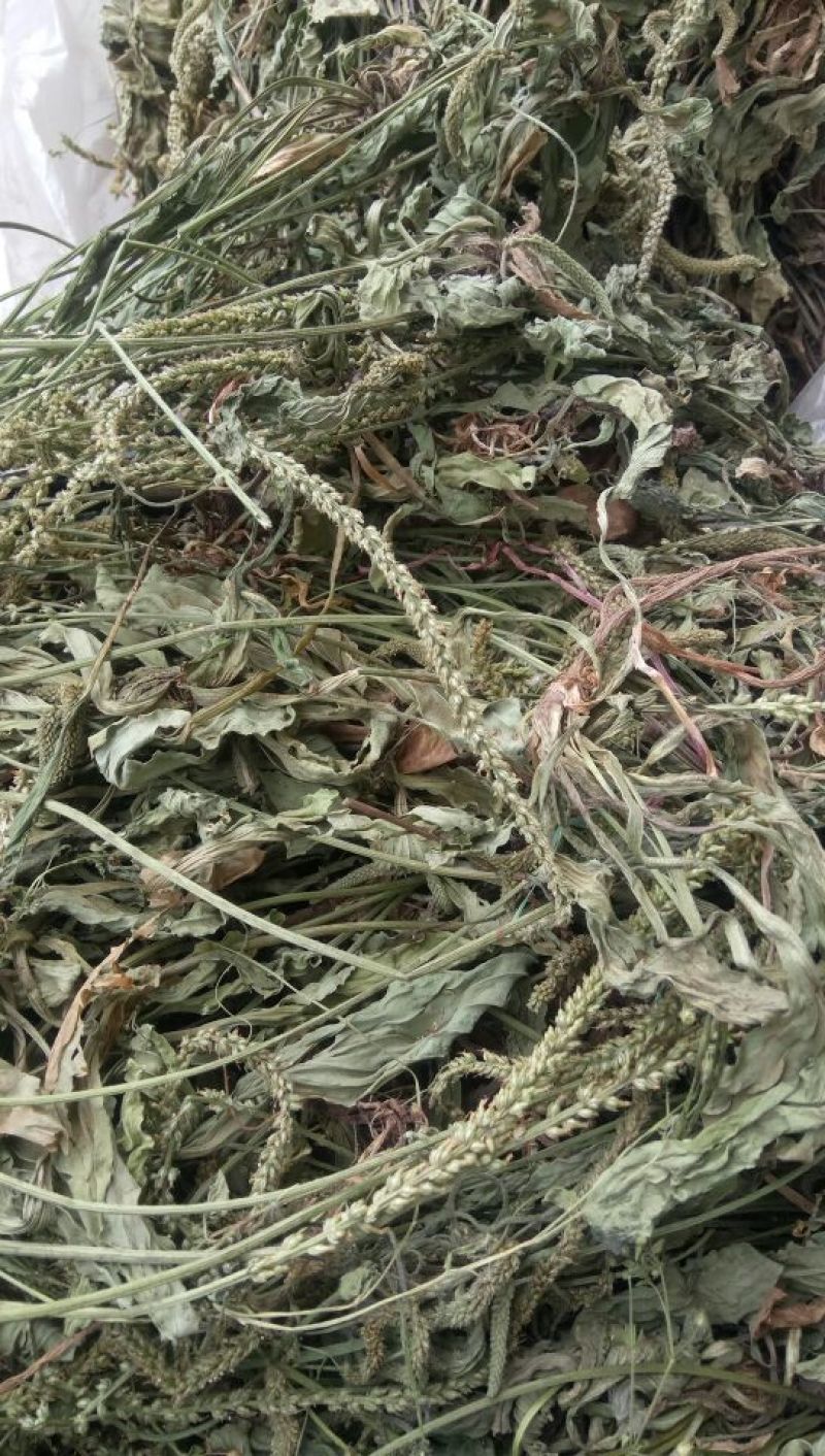 产地直发车前草，沂蒙山山区里的自然车前草