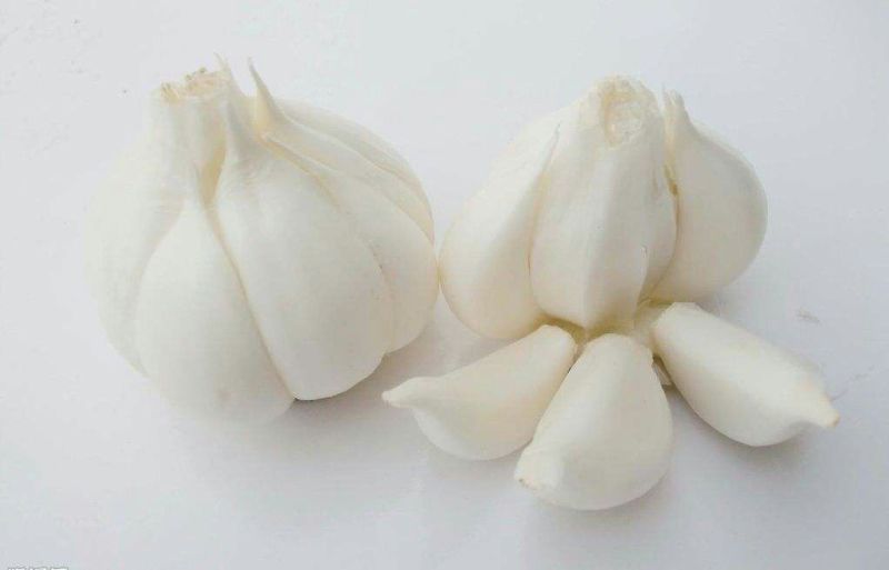 【优质】紫皮大蒜头鲜蒜4.5~5cm品质优货源充沛提供包装