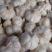【优质】紫皮大蒜头鲜蒜4.5~5cm品质优货源充沛提供包装