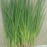 长白大葱葱苗保证质量常年有货40cm