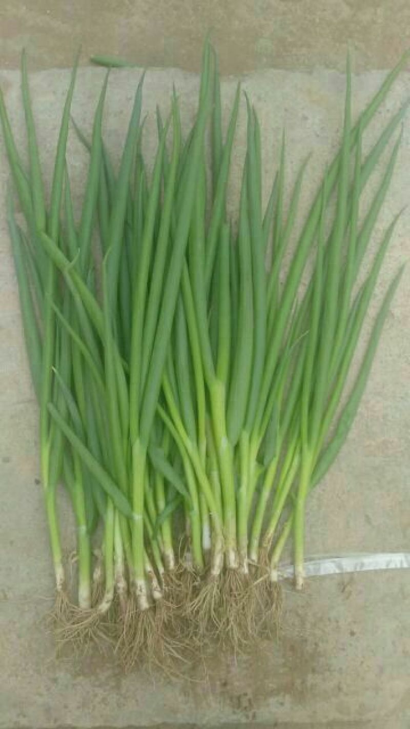 长白大葱葱苗保证质量常年有货40cm