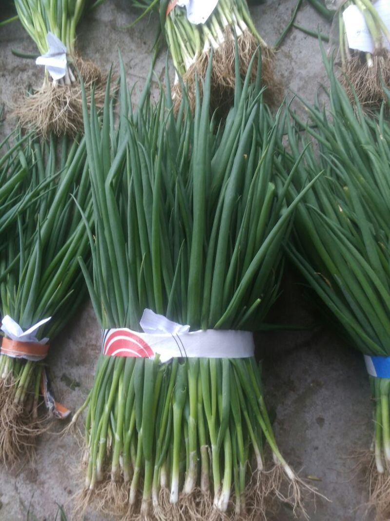 长白大葱葱苗保证质量常年有货40cm