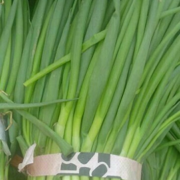 长白大葱葱苗保证质量常年有货40cm