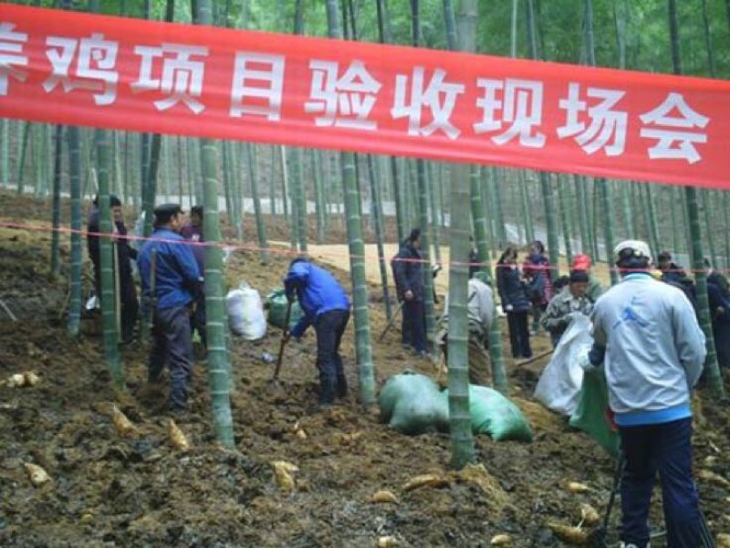 绿壳鸡蛋