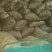 灵芝8~12公分