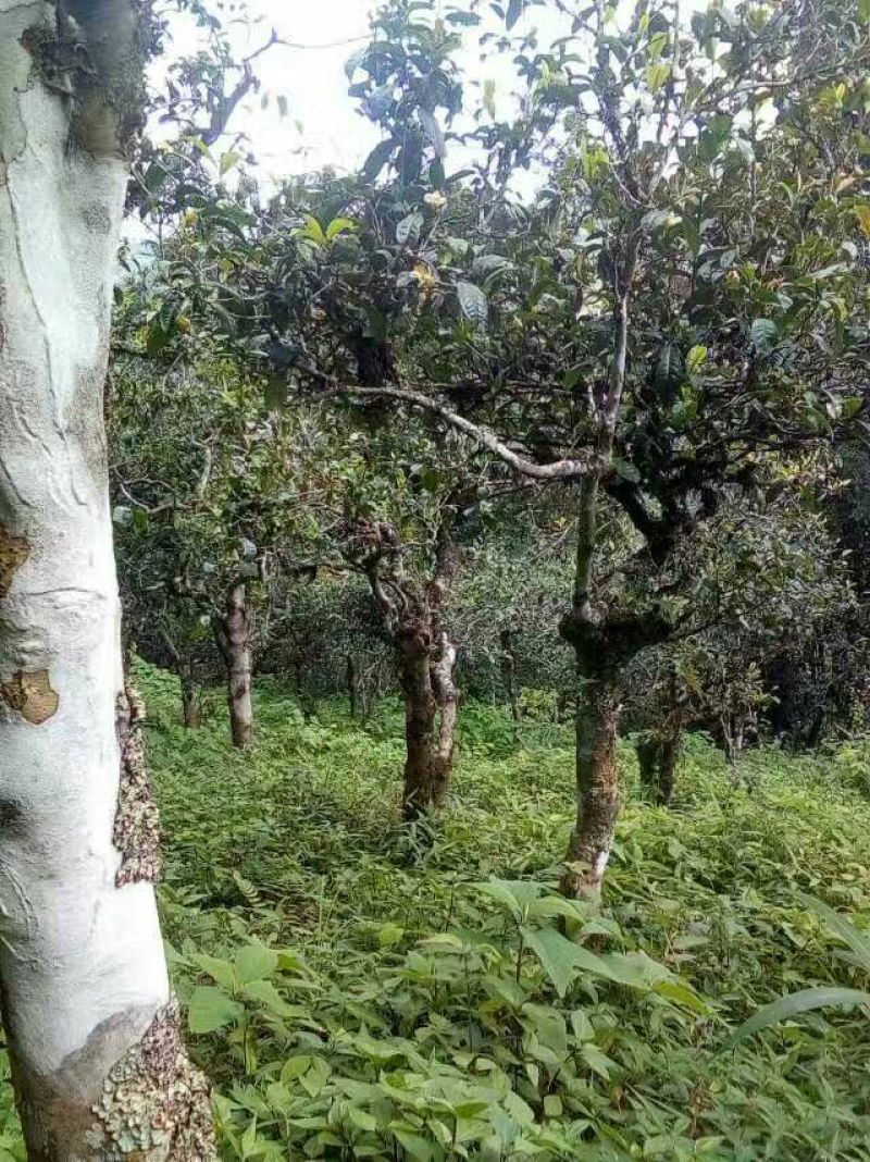 普洱茶