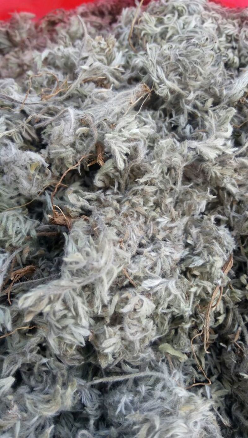 茵陈，沂蒙山山区里的自然优质茵陈有叫白蒿