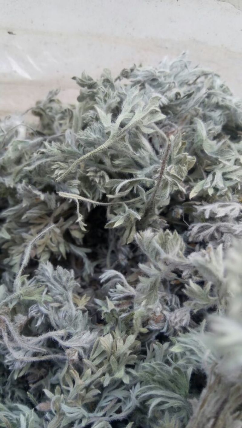 茵陈，沂蒙山山区里的自然优质茵陈有叫白蒿