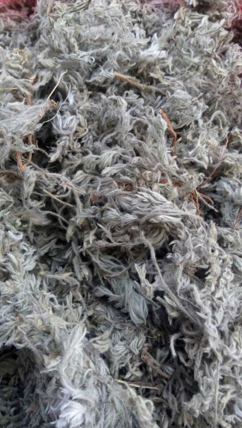 茵陈，沂蒙山山区里的自然优质茵陈有叫白蒿