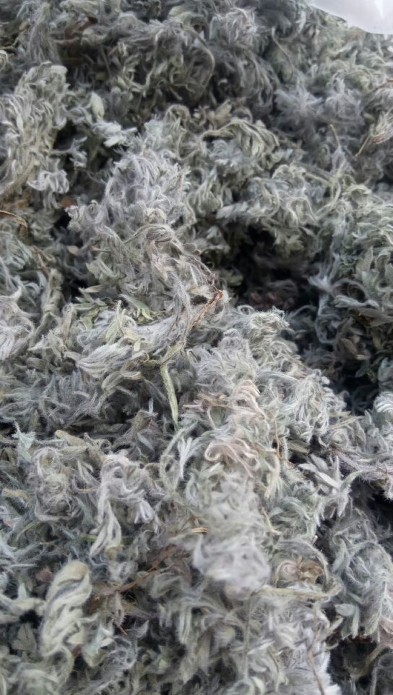 茵陈，沂蒙山山区里的自然优质茵陈有叫白蒿