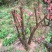 映山红15~20cm