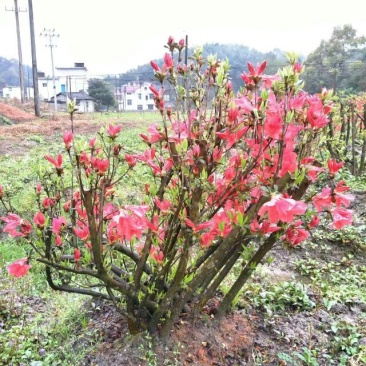 映山红15~20cm