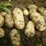 荷兰十五土豆3两以上精品，专业打包，质量保证