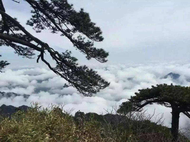 红薯粉丝散装