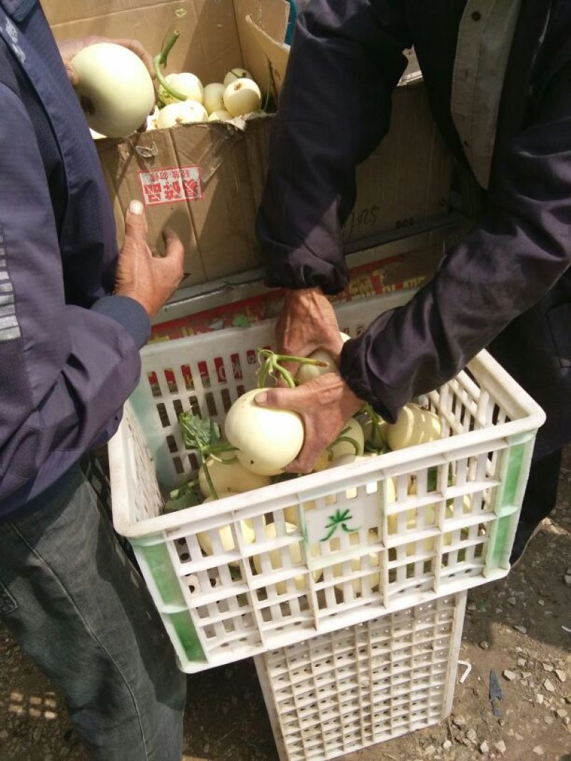 甜瓜，精品甜瓜1斤以上九成熟白色精品包熟包甜诚信合作