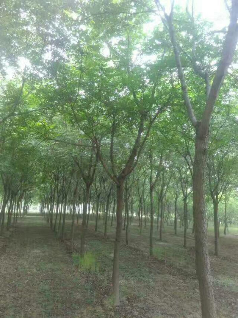 黄山栾树10~12cm20cm以上4米以上