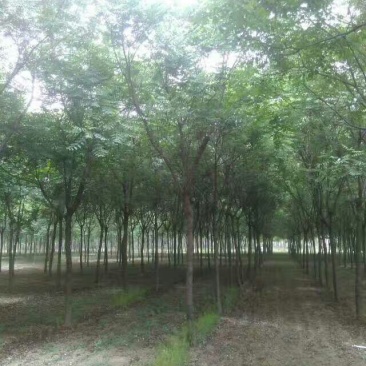 黄山栾树10~12cm20cm以上4米以上