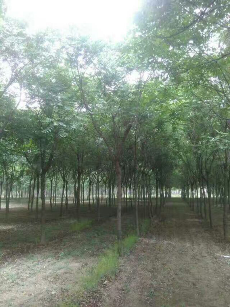 黄山栾树10~12cm20cm以上4米以上
