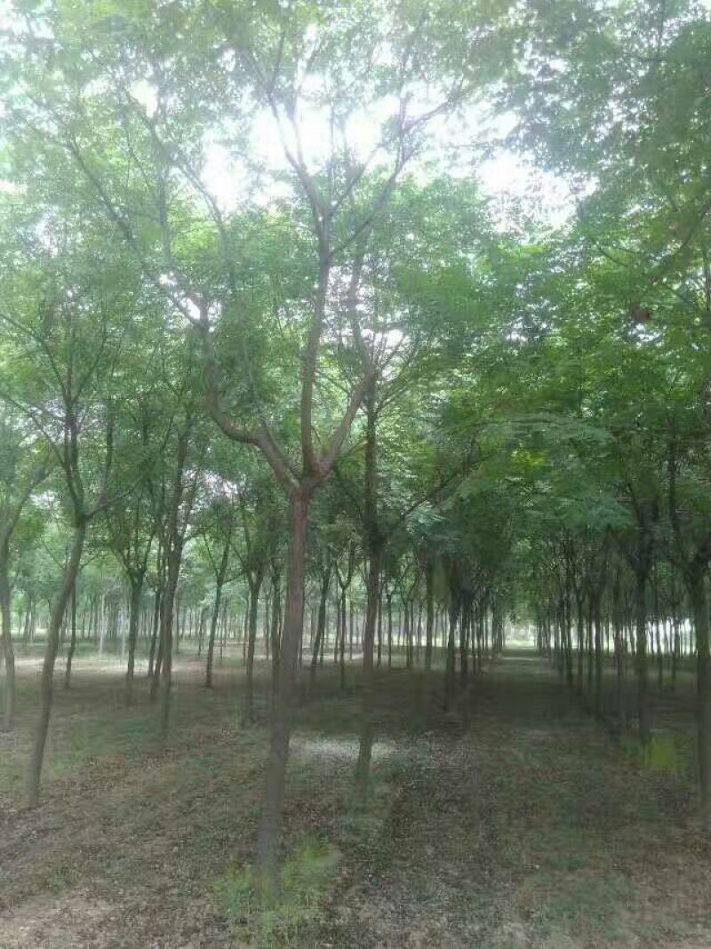 黄山栾树10~12cm20cm以上4米以上