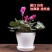 花盆新款加厚敞口塑料花盆
