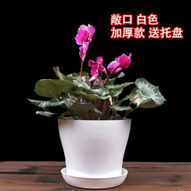 花盆新款加厚敞口塑料花盆