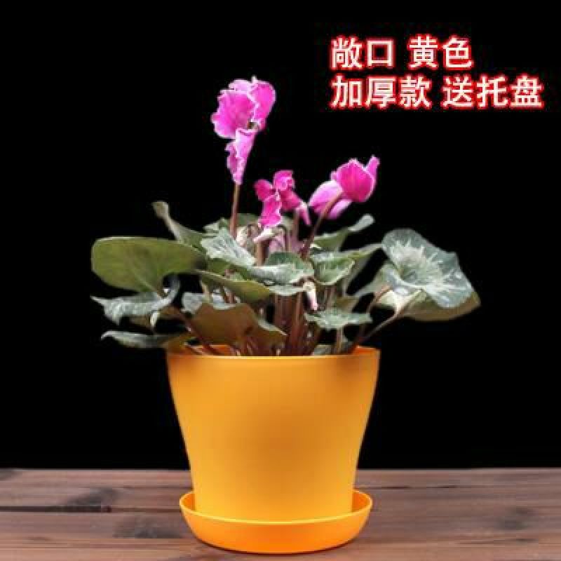花盆新款加厚敞口塑料花盆