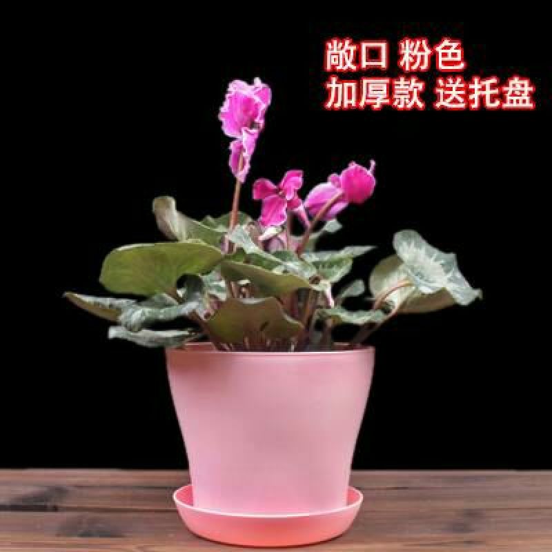 花盆新款加厚敞口塑料花盆