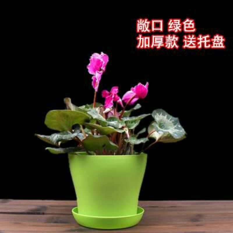 花盆新款加厚敞口塑料花盆