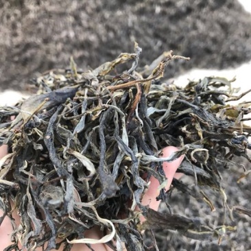 百年大树茶