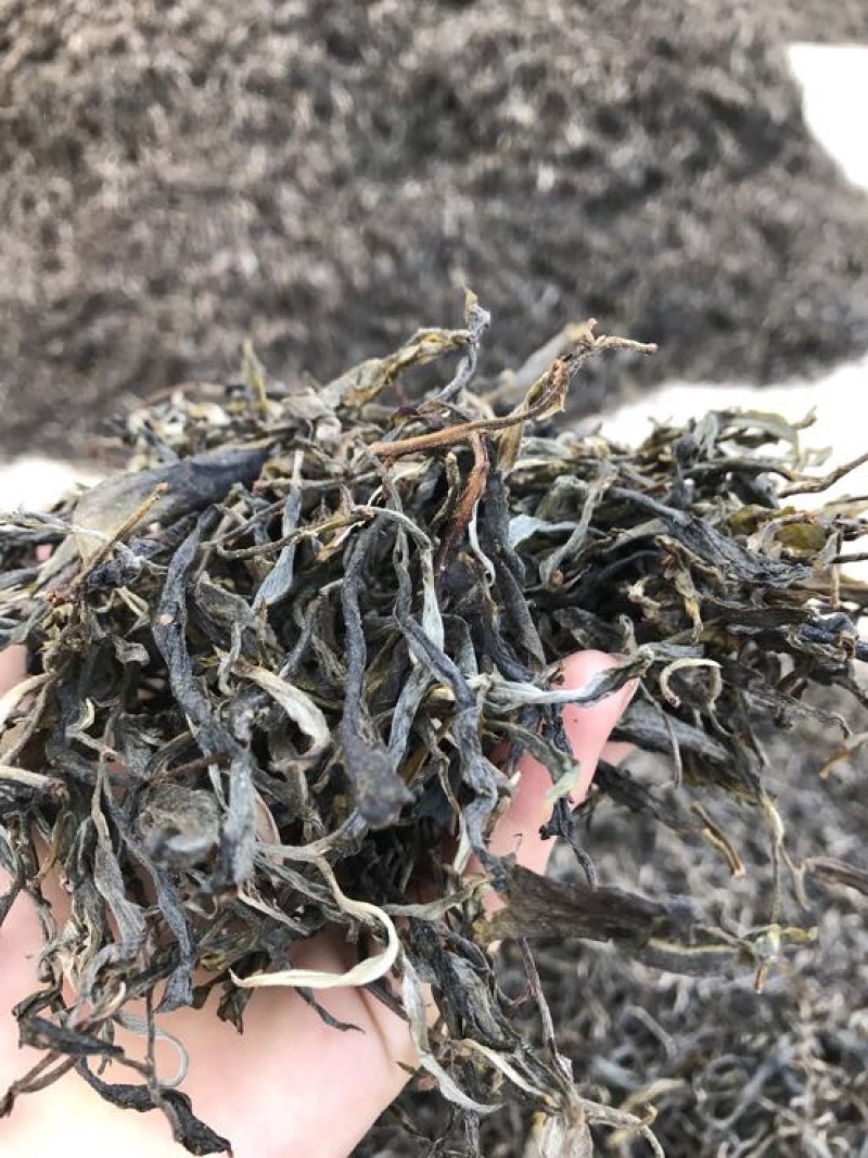 百年大树茶