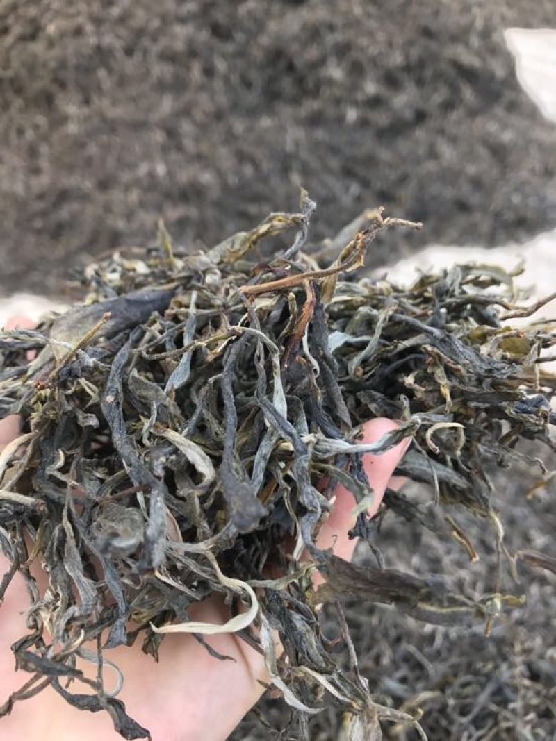 百年大树茶