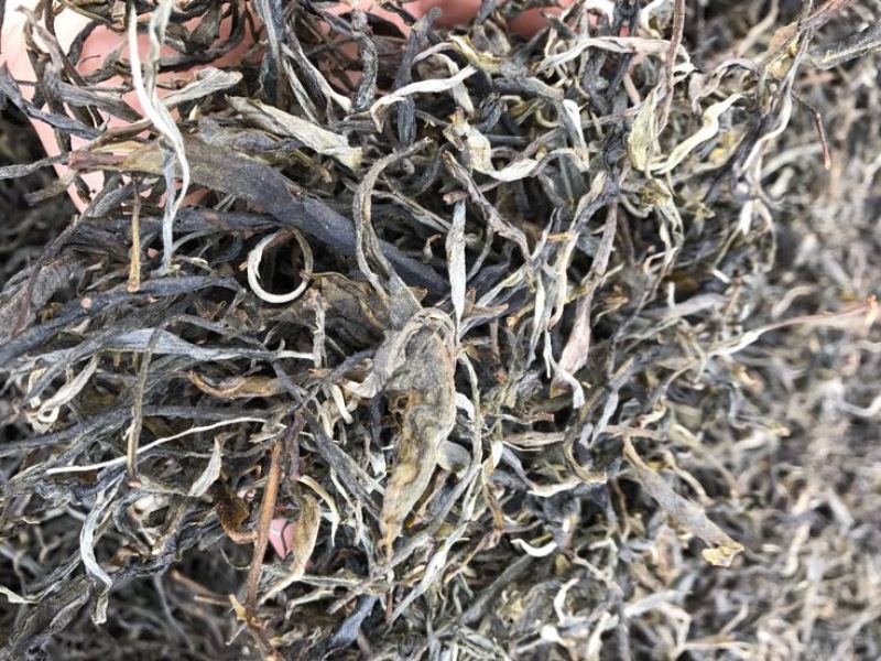 百年大树茶