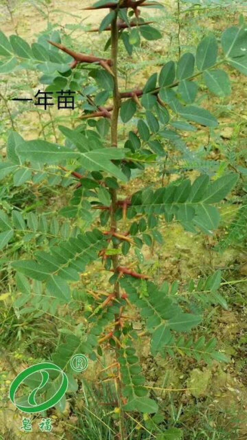 新品种嫁接皂角树苗基地直销