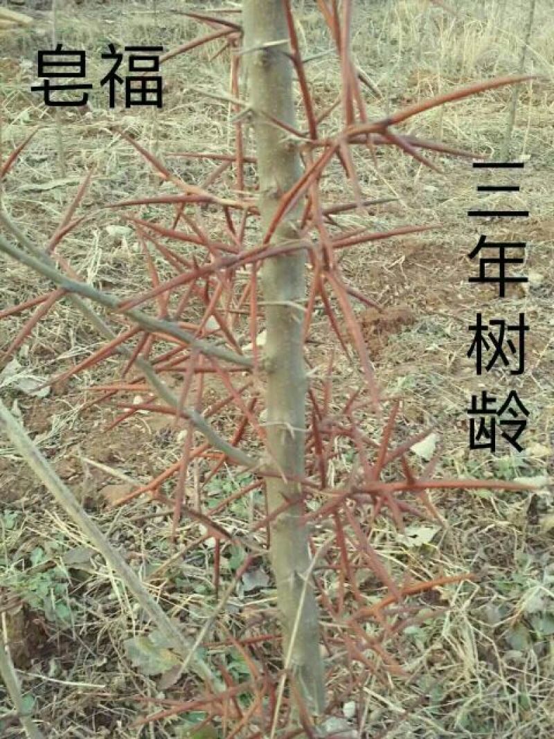 新品种嫁接皂角树苗基地直销