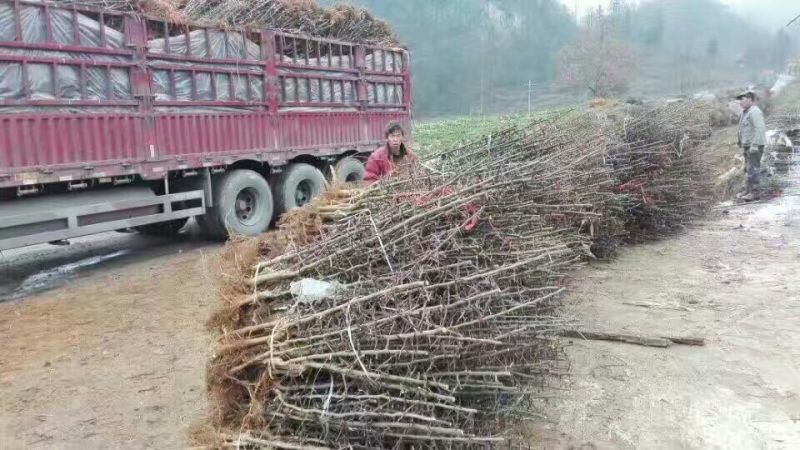 新品种嫁接皂角树苗基地直销