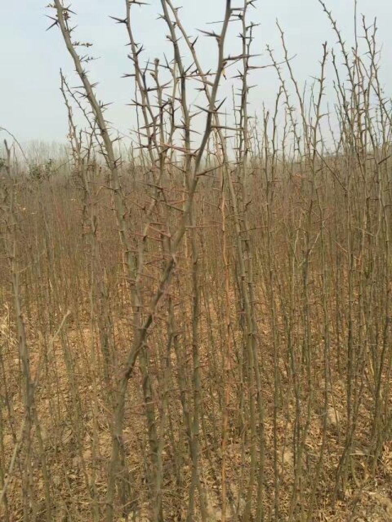 新品种嫁接皂角树苗基地直销