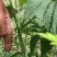 树莓苗
