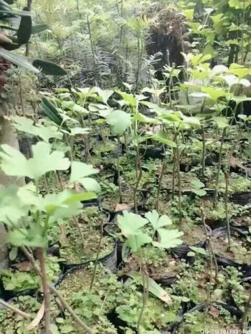 银杏实生苗20~30cm银杏树苗庭院银杏树苗风景树景观树