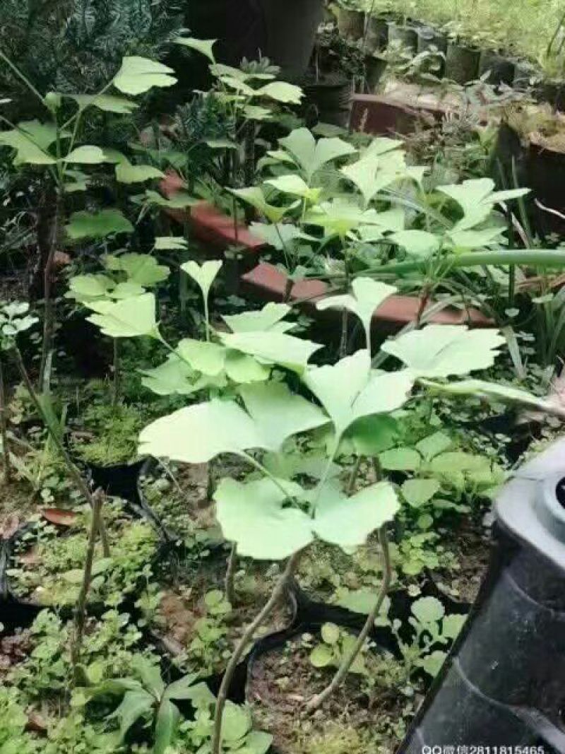 银杏实生苗20~30cm银杏树苗庭院银杏树苗风景树景观树