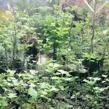 银杏实生苗20~30cm银杏树苗庭院银杏树苗风景树景观树