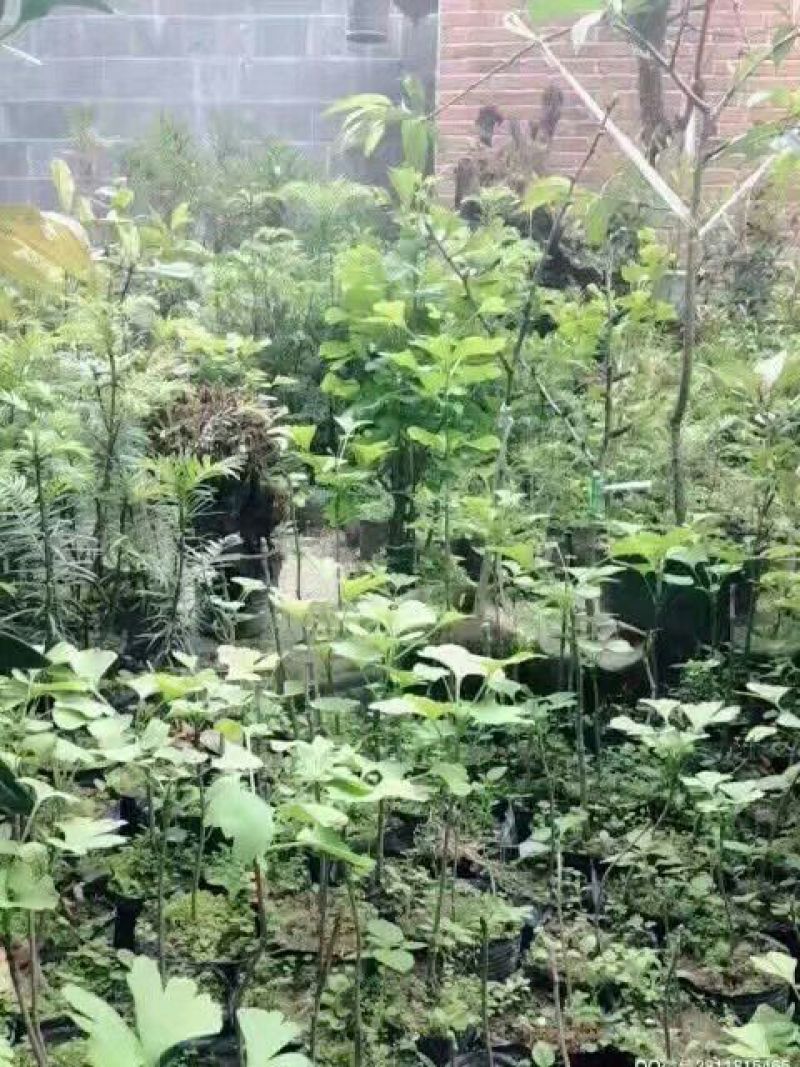 银杏实生苗20~30cm银杏树苗庭院银杏树苗风景树景观树