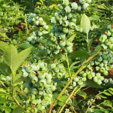 蓝丰蓝莓8～12mm以上鲜果