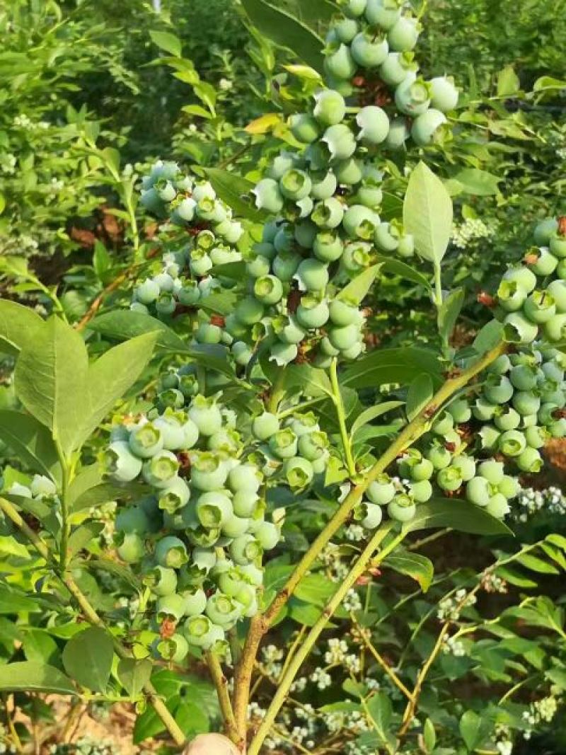 蓝丰蓝莓8～12mm以上鲜果