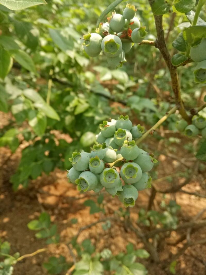 蓝丰蓝莓8～12mm以上鲜果