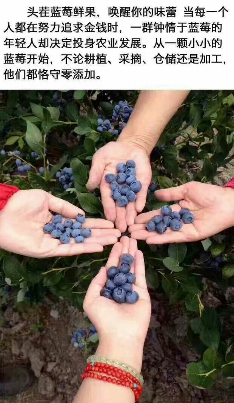北陆蓝莓鲜果6~8mm以上