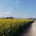 油菜籽1