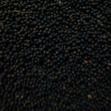 油菜籽1